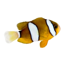 Clarkii Clownfish