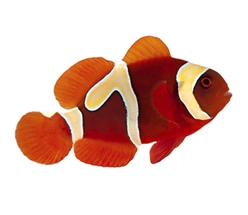 Amphiprion biaculeatus Gold Flake Maroon Clownfish