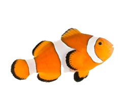 Amphiprion ocellaris - Ocellaris Clownfish