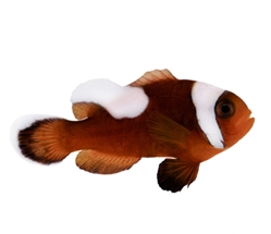 Saddleback Clownfish