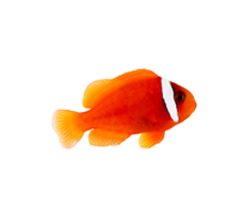 Tomato Clownfish