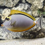 Naso Tang