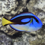 Blue Tang