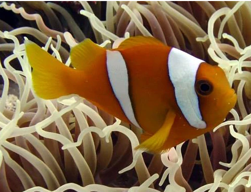 Amphiprion chagosensis - Chagos Clownfish