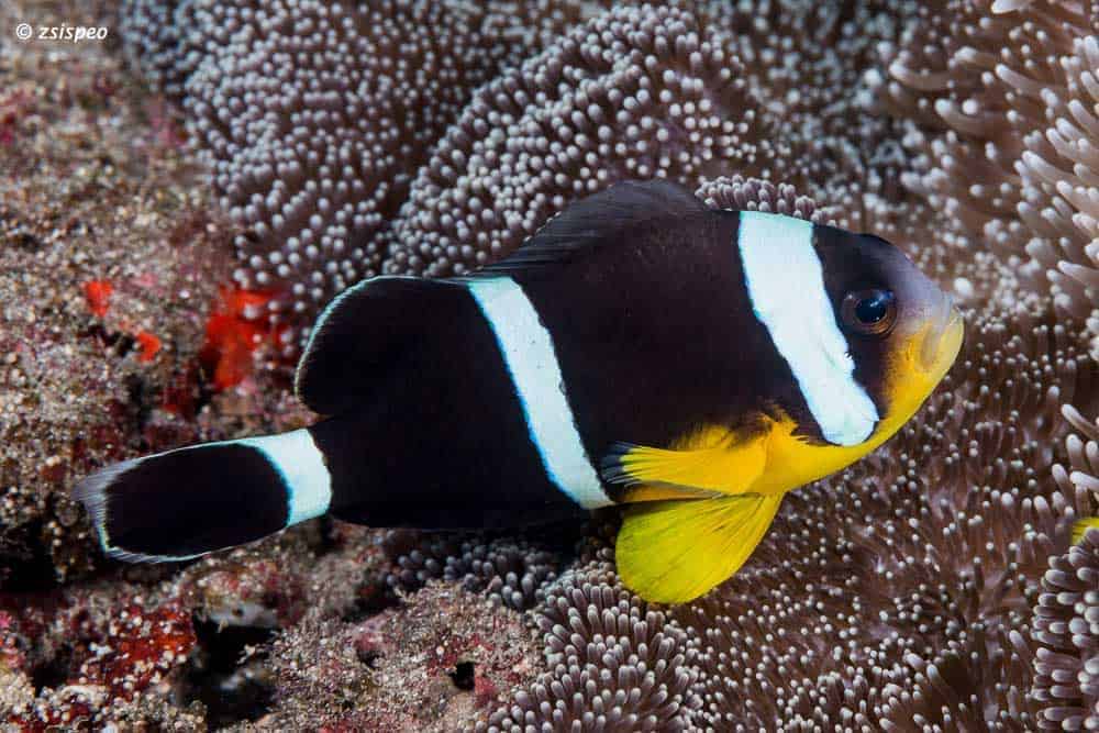 Amphiprion chrysogaster - Mauritian Clownfish