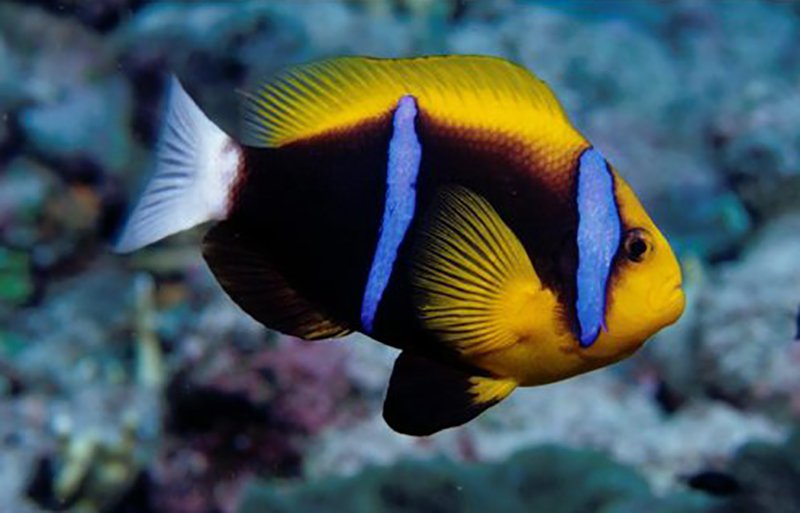 Amphiprion chrysopterus - Orangefin Clownfish