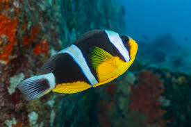 Amphiprion fuscocaudatus - Seychelles Clownfish