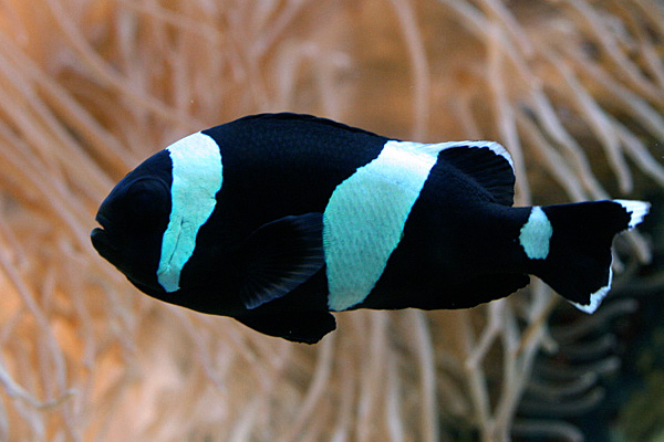 Amphiprion polymnus Red Saddleback Clownfish