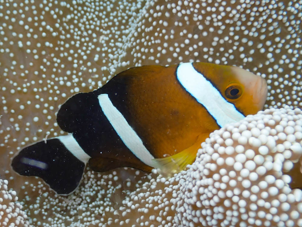 Amphiprion tricinctus - Threeband Clownfish
